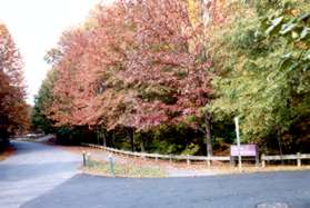 Turn right at the next street and cross Browns Chapel Rd.  Follow the wide trail along the access road for the Lake Newport tennis court parking lot.