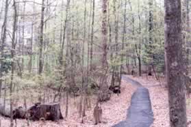 At the intersecting trail turn right and walk down the hill.