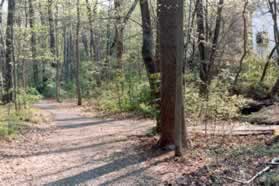 An asphalt path intersects from the right. Continue straight on the current path as it changes to asphalt for a short distance.