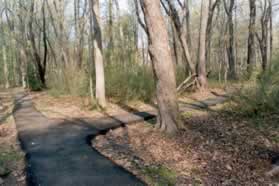 After walking only a few feet turn right again at the next trail intersection.