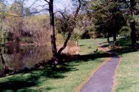 At the next trail intersection turn left and then immediately right to walk around the pond. The pond should be on your left.