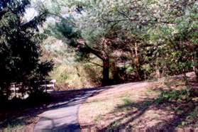 Keep to the right at the next trail intersection to continue along the stream.