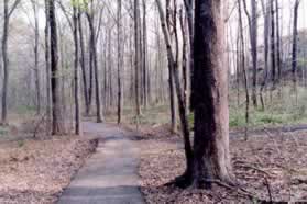 The path changes to a gravel surface.  Continue straight along the stream.