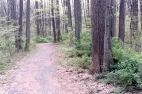 The gravel path leads back away from the stream valley.