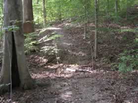 Shortly after turning onto this trail the trail crosses a small stream.