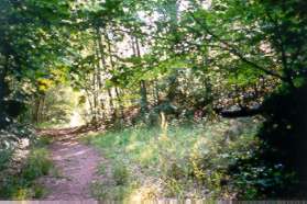 Just prior to a clearing a trail appears to the right.  