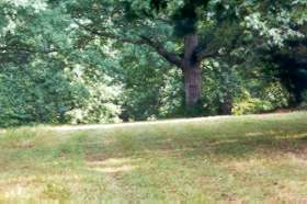 Once in the clearing follow the tire tracks to the left of the big tree in the center.