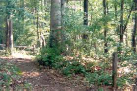 The detour to Lake Fairfax meets the regular path on the far side of the clearing.  Turn left at the post and follow the trail.  Do not take the dirt road down the hill.