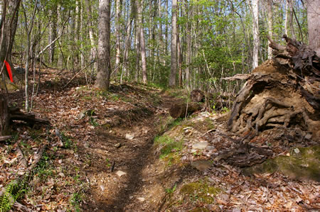 The trail goes up a hill away from the creek.