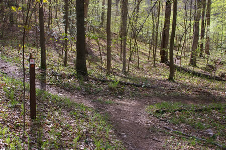 At the next trail intersection turn to the right to continue going down the hill.