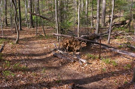 The trail descends a hill.