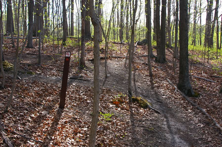 Near the top of the hill take a sharp left onto the intersecting trail.