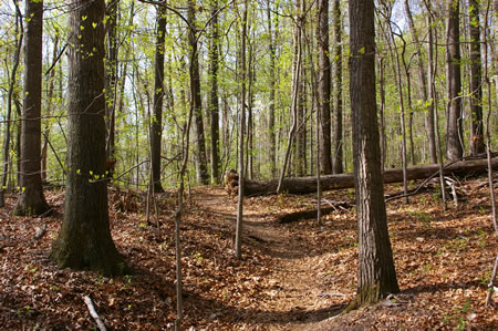 The trail climbs a hill.