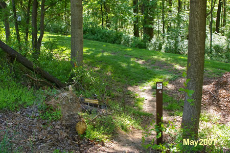 The trail cuts through the trees and turns to the left.