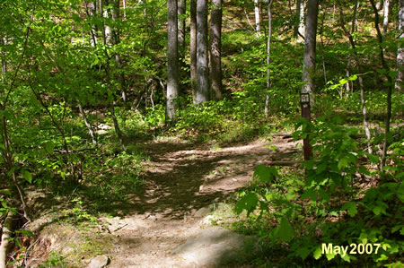 At the narrow side stream turn right to follow the trail up the hill.