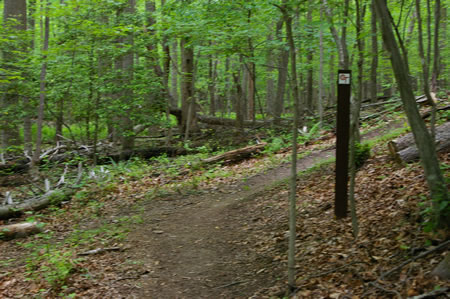 A trail intersects from the left. Continue straight on the present trail.