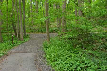 At the next hard surface trail intersection take the trail to the right.