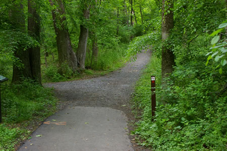 A trail intersects from the left. Turn left to follow that trail.