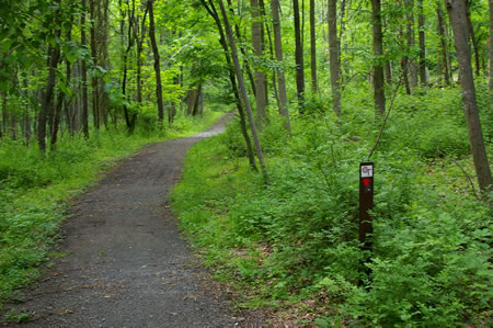 The trail continues through the woods.