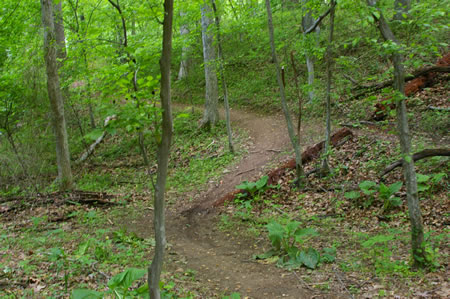 After crossing the bridge the trail turns to the left.