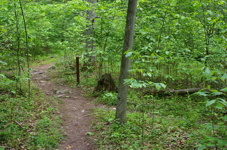 A trail intersects from the right. Continue straight on the present trail.