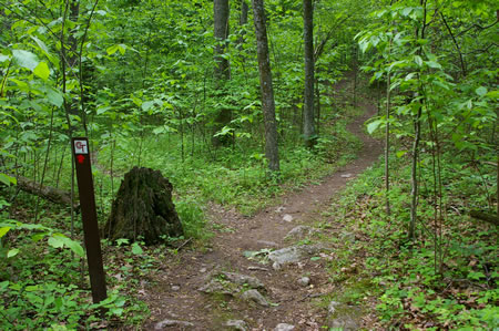 Keep to the right at the next trail intersection.