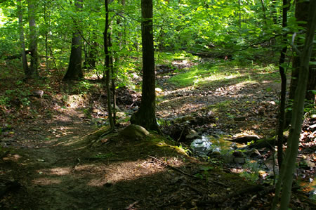 The trail comes to a stream crossing and an intersecting trail on the other side. Make the crossing and continue straight on the present trail.