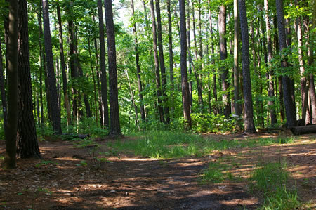 The trail splits. To view the overlook turn right. Return here for step 26.