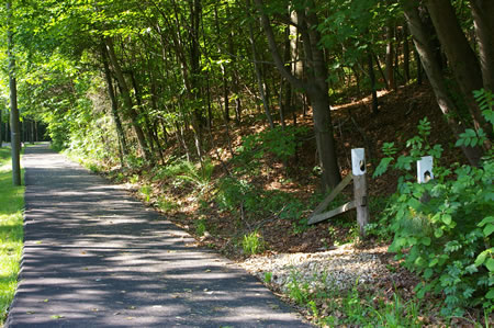 A side trail goes up the steps to the right. If you wish to follow an alternate route turn right and go to step 21. Otherwise, continue straight on the present trail.