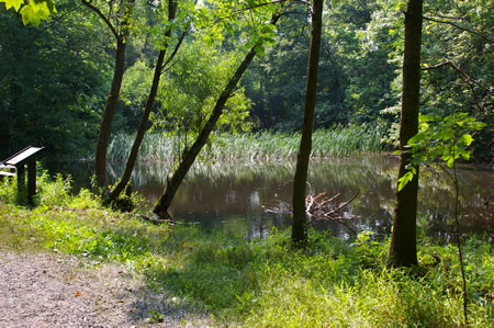 You may notice the pond on that trail. There is lots of life in that pond to observe.