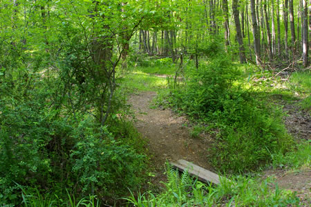 Continue straight on the trail after crossing the creek. The creek is too small to show on the map.