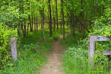 The trail enters the woods to continue following Difficult Run..