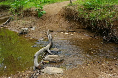 This section of the walk ends at this crossing of Rocky Branch. Make the crossing if you can if you wish to continue on to the next section of the CCT.