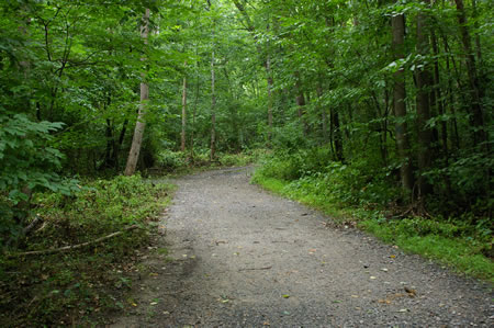 The trail turns slightly to the right as it follows Accotink Creek on the left.