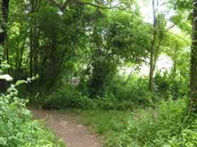 The trail passes an opening on the right to the power line section.  Continue straight on the trail.