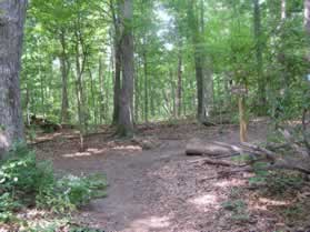 The trail intersects with the Cabin John trail.  Turn left to follow that trail.  Notice the blue blazes on the trees.