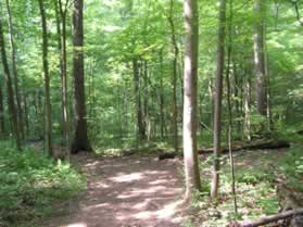 A trail intersects from the left.  Continue on the present trail as it curves to the right and goes down a hill.