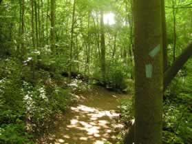 After some distance you may see a bridge below you on the right.  Blue blazes on a tree will indicate a turn.  At the next trail intersection turn sharply to the right almost heading back in the direction that you came.