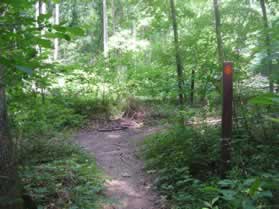 The trail intersects with another trail just prior to the Cabin John Creek.