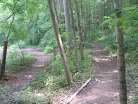 Turn right onto the intersecting trail and stay to the right to follow the main trail along the creek.