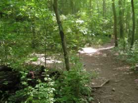 After a very short distance a trail intersects.  Turn sharply left and follow the blue blazes on the trees.