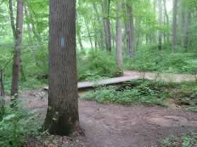 At the next trail intersection take the bridge across the stream.