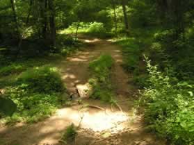 The trail crosses a narrow creek.  There is no bridge here.