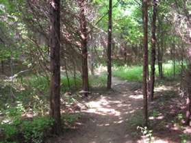 The trail passes through a series of evergreen trees.