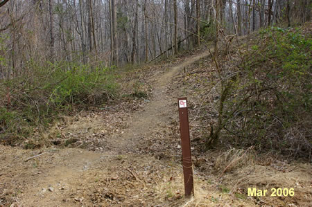 The trail goes through a short sunny section where the brush is heavy.