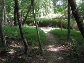 A trail intersects from the left. Take the trail to the right to cross the stream.  Notice the CCT marker on the right.