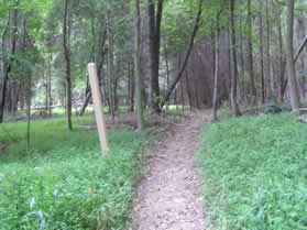 The trail passes a CCT marker on the left after crossing the stream.  Turn left at the trail intersection.