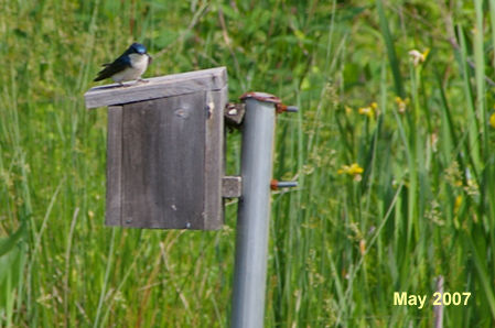 You may notice a bluebird at the birdhouse to the right of the bridge.