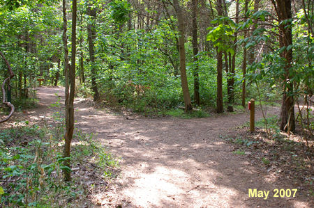 Another trail intersects on both sides. Turn right here.