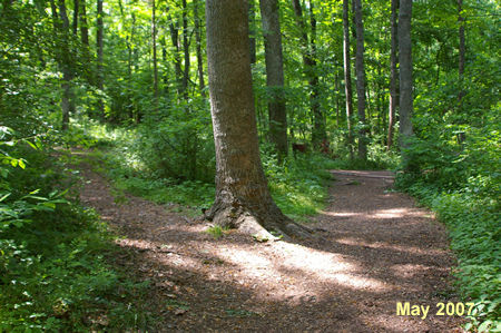 A trail intersects from the left. Continue straight on the present trail.